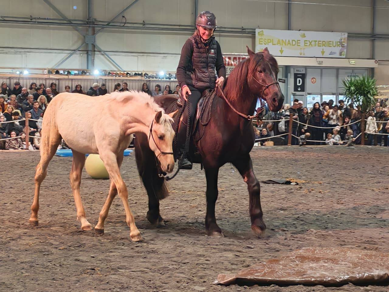Colt PRE Pure Spanish Bred For sale 2025 Palomino