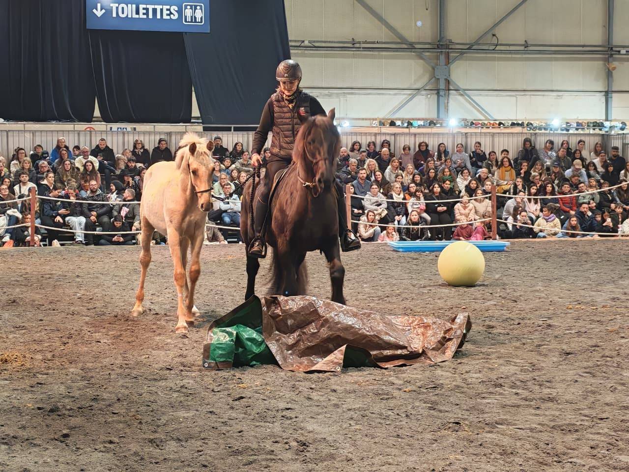 Colt PRE Pure Spanish Bred For sale 2025 Palomino