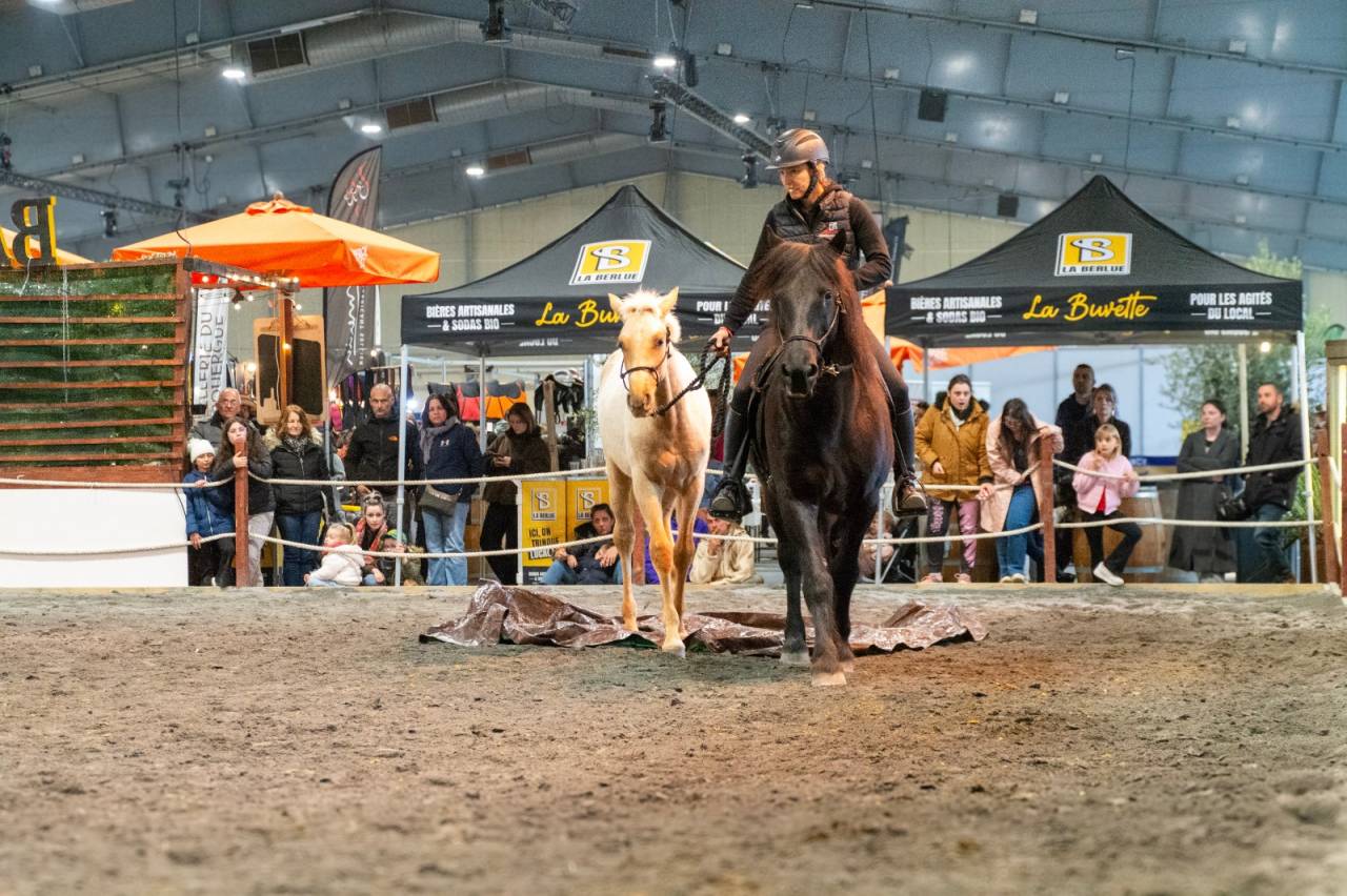 Colt PRE Pure Spanish Bred For sale 2025 Palomino