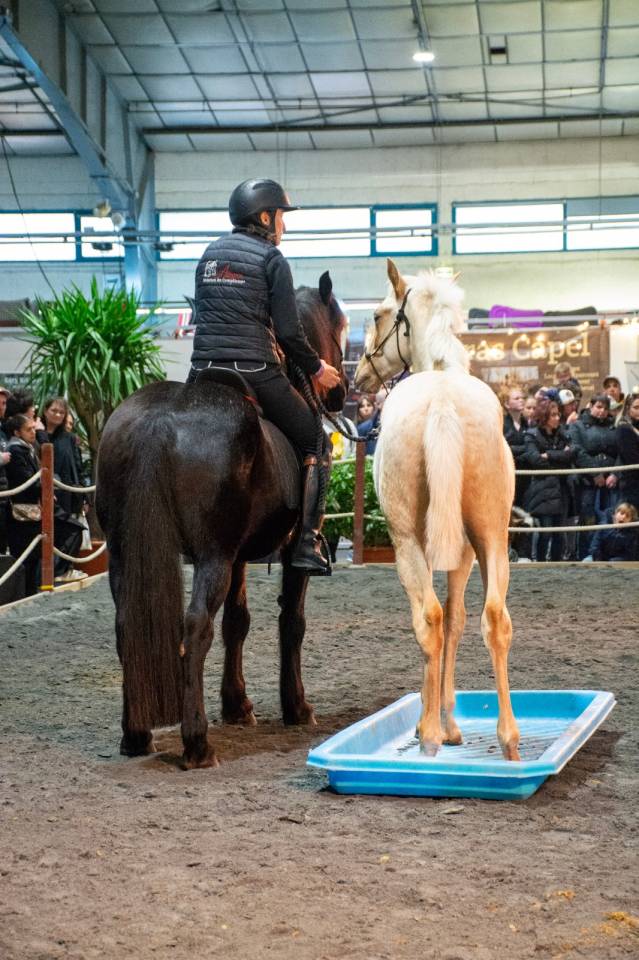 Colt PRE Pure Spanish Bred For sale 2025 Palomino