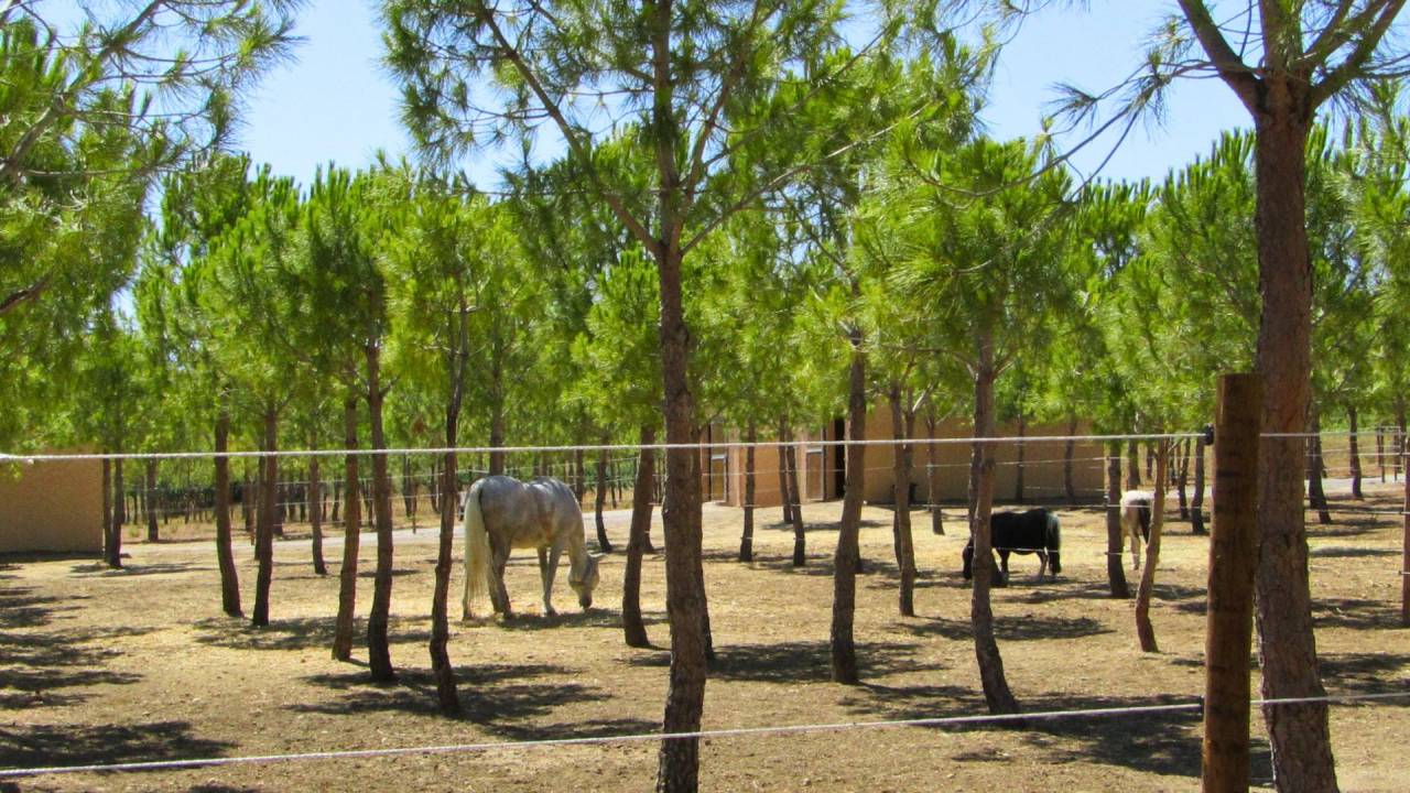 Equestrian property  H&eacute;rault
