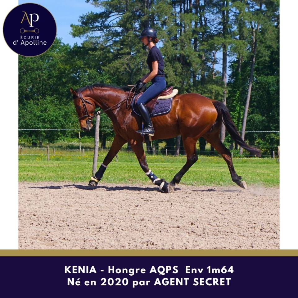 Gelding AQPS For sale 2020 Bay