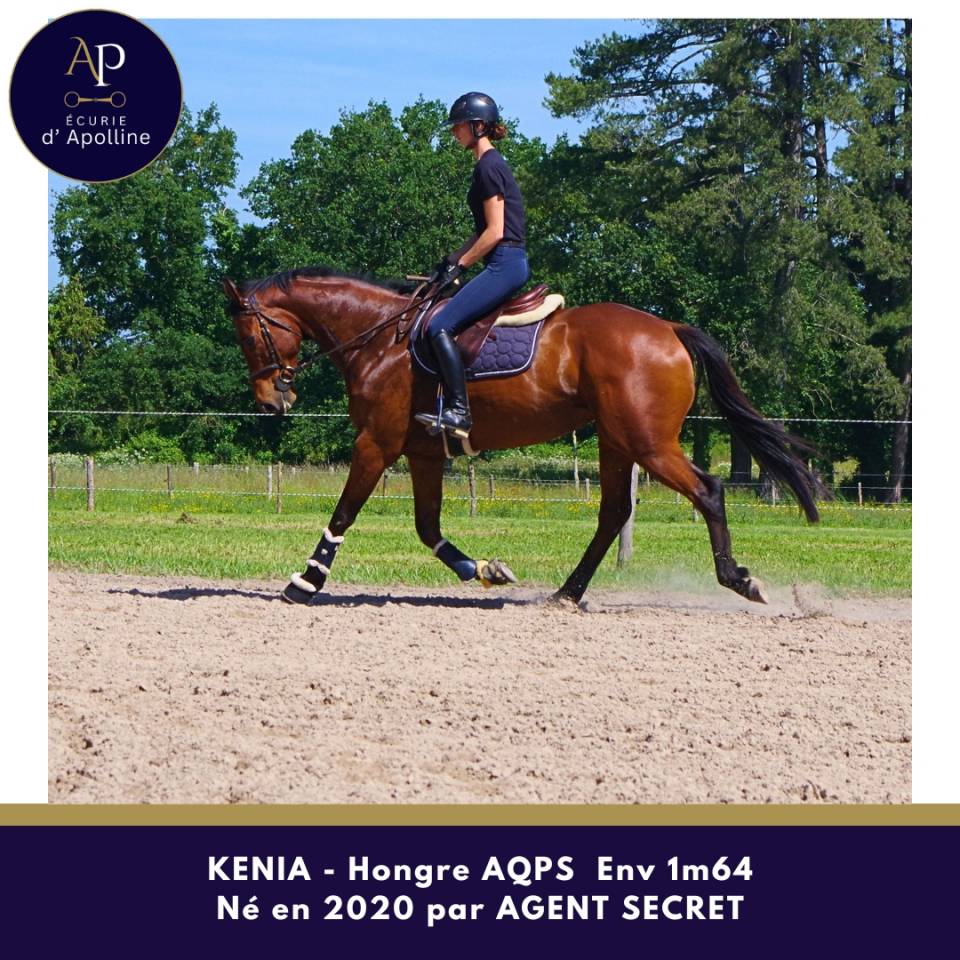 Gelding AQPS For sale 2020 Bay