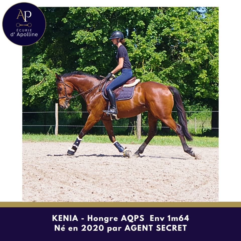 Gelding AQPS For sale 2020 Bay