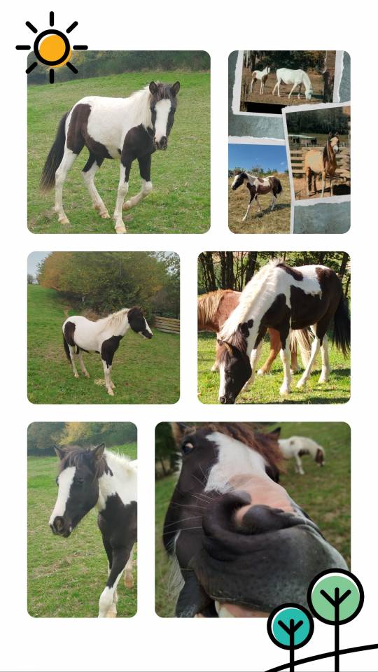Colt Origin Recorded For sale 2024 Coloured