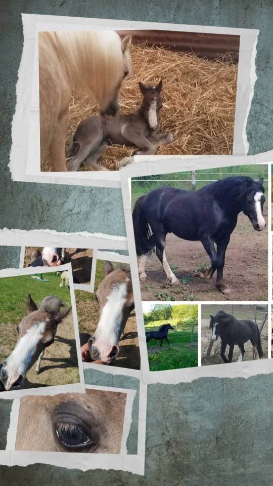 Colt Welsh Part Bred For sale 2025 Black