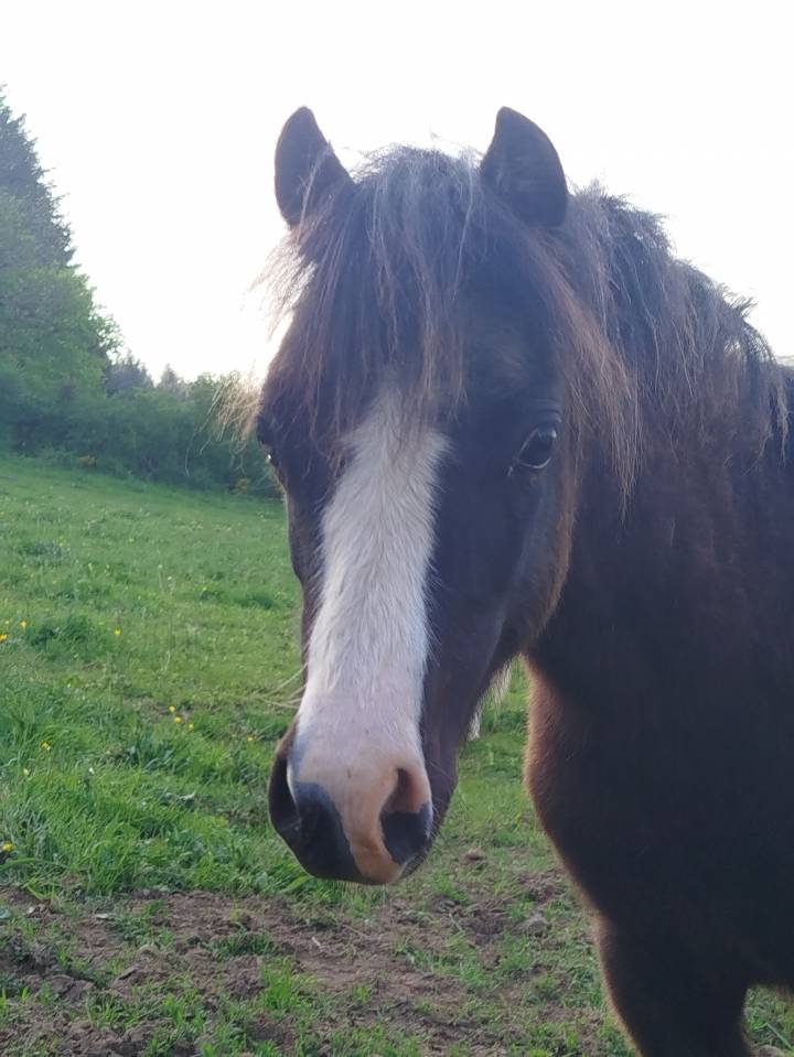 Colt Welsh Part Bred For sale 2025 Black