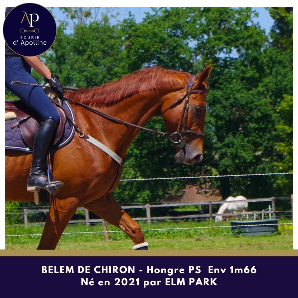 Gelding Thoroughbred For sale 2021 Chesnut