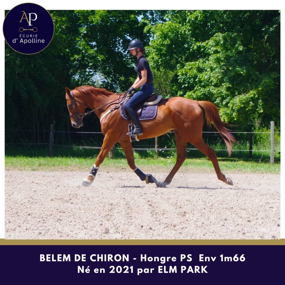 Gelding Thoroughbred For sale 2021 Chesnut