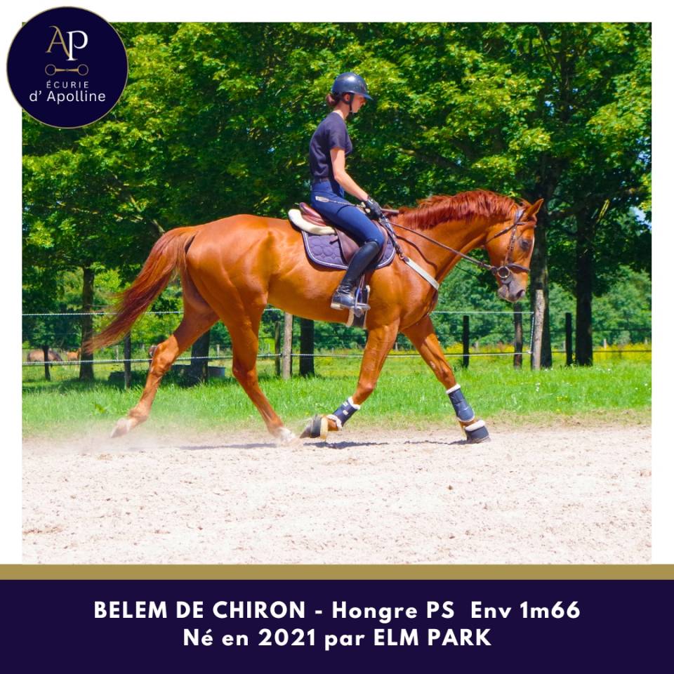 Gelding Thoroughbred For sale 2021 Chesnut