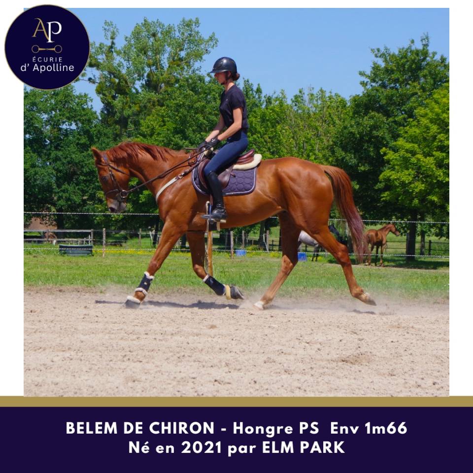 Gelding Thoroughbred For sale 2021 Chesnut