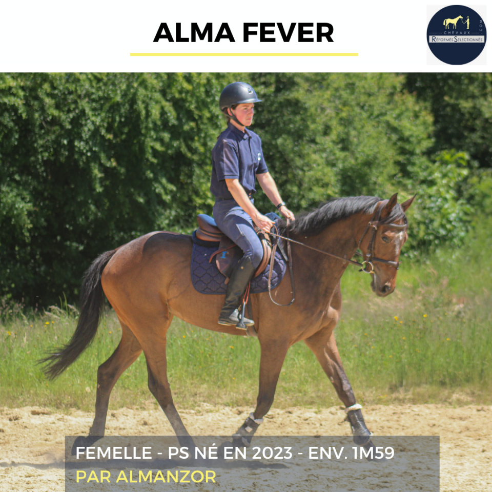 Mare Thoroughbred For sale 2023 Bay