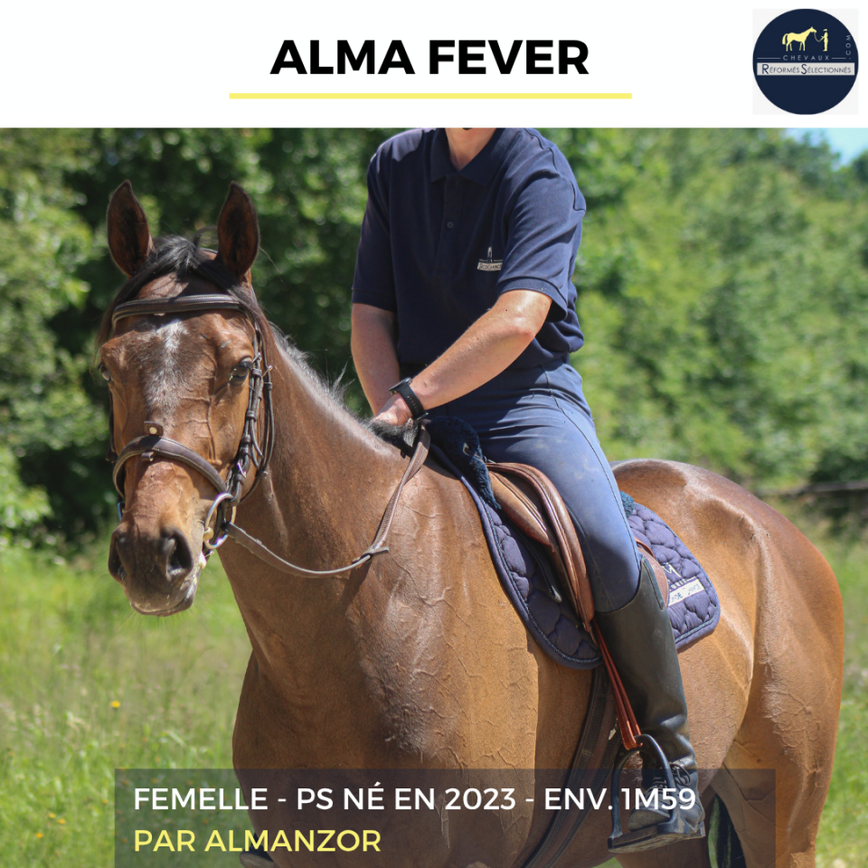 Mare Thoroughbred For sale 2023 Bay