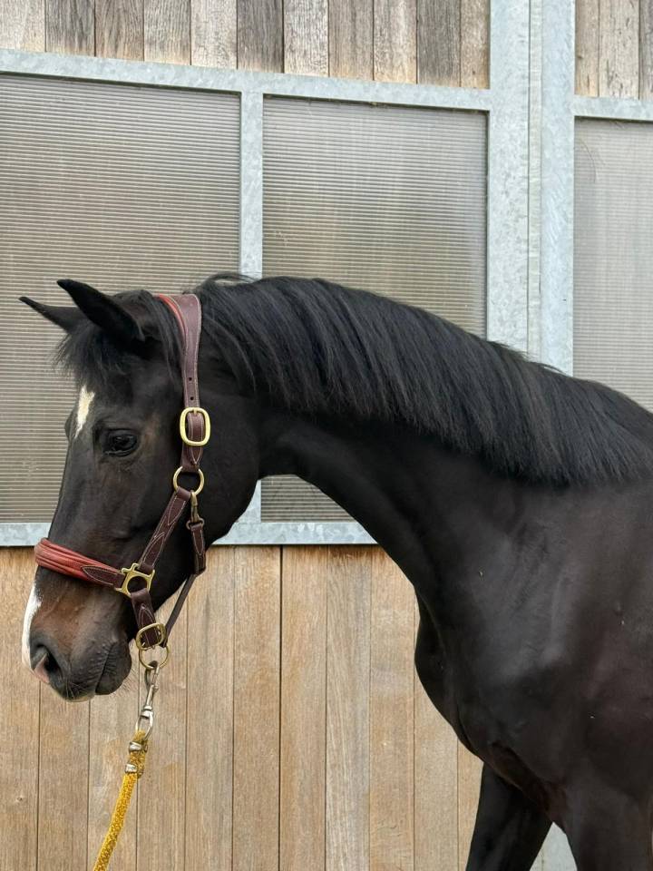 Mare KWPN Dutch Warmblood For sale 2022 Black
