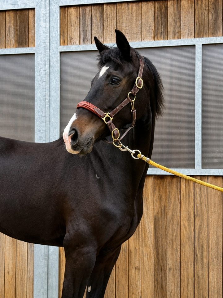 Mare KWPN Dutch Warmblood For sale 2022 Black