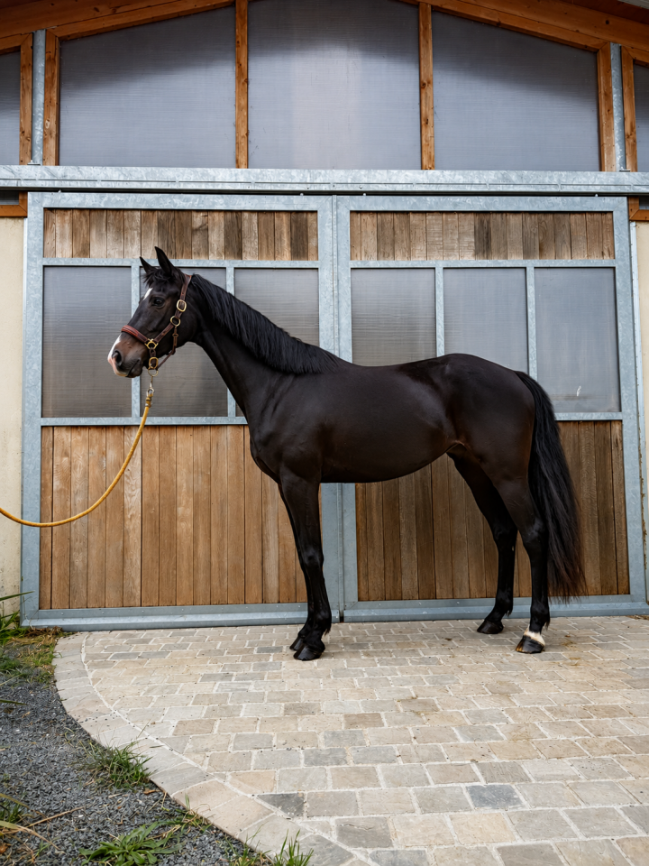 Mare KWPN Dutch Warmblood For sale 2022 Black