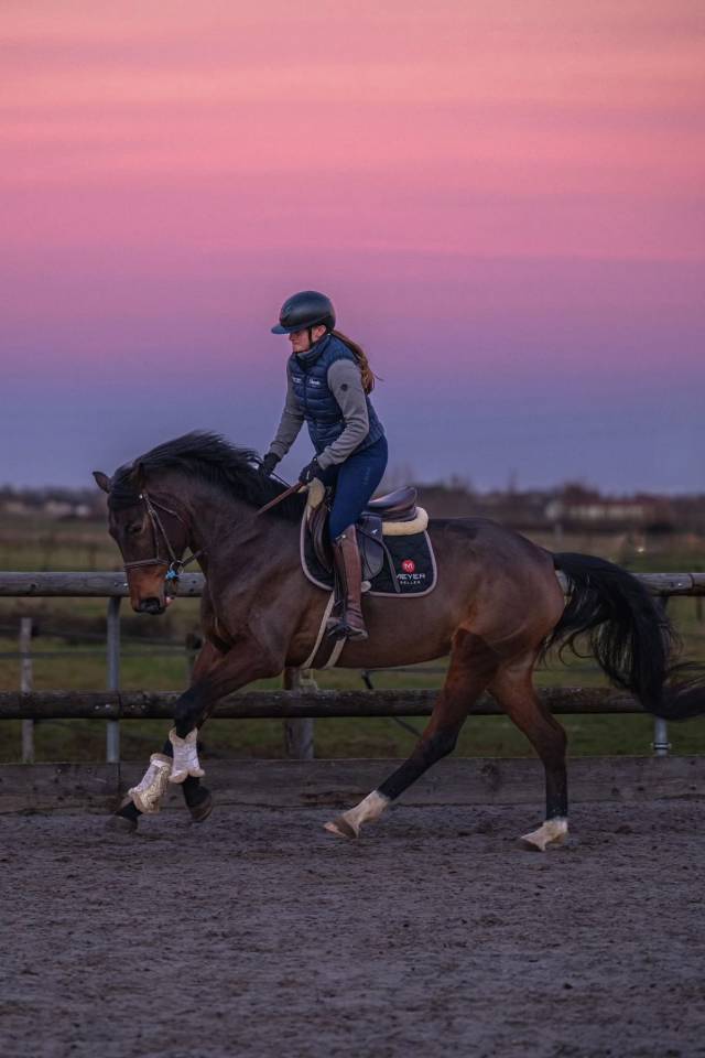 Mare KWPN Dutch Warmblood For sale 2021 Bay