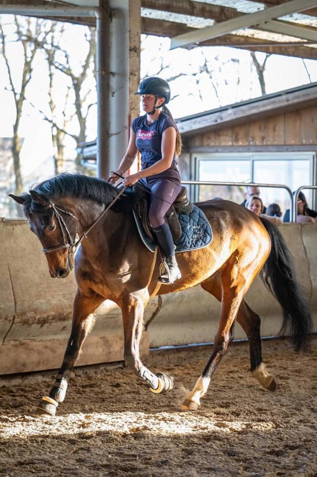 Mare KWPN Dutch Warmblood For sale 2021 Bay