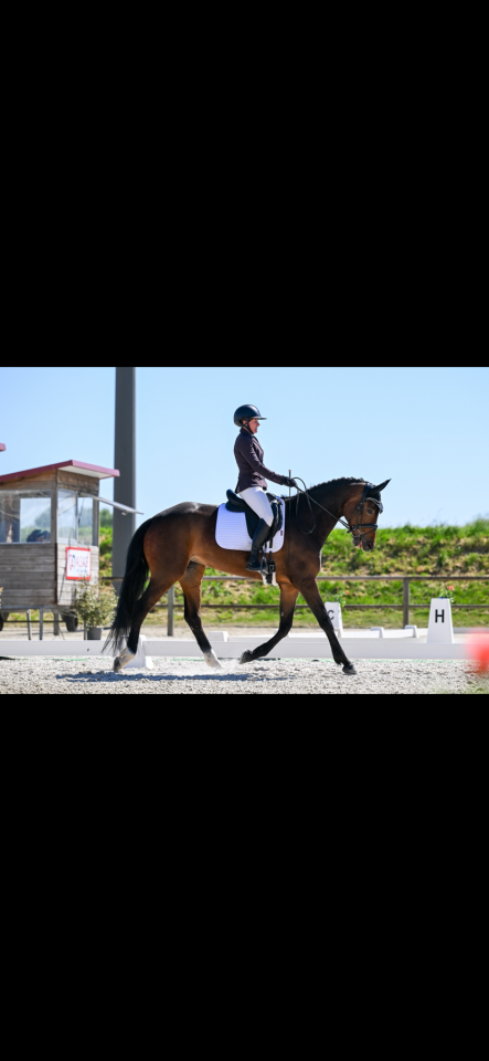 Mare KWPN Dutch Warmblood For sale 2021 Bay