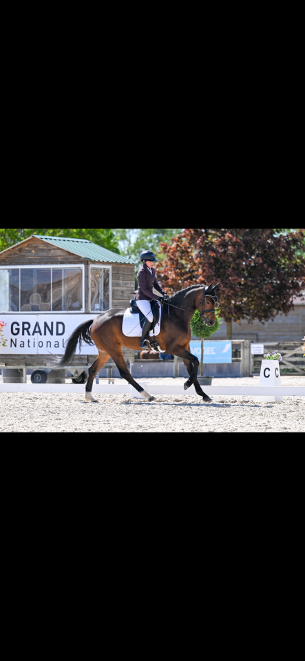 Mare KWPN Dutch Warmblood For sale 2021 Bay