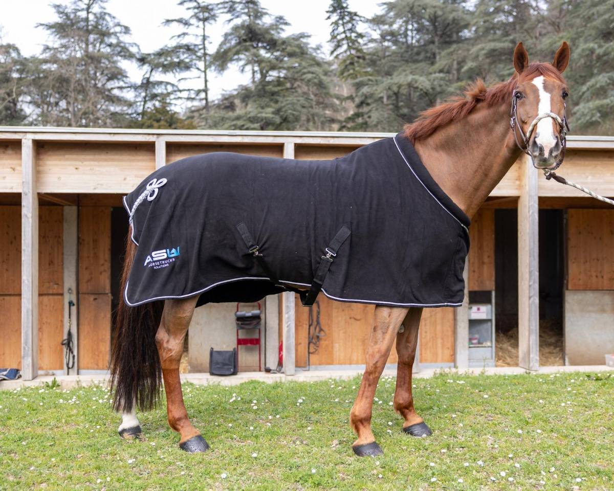 Mare KWPN Dutch Warmblood For sale 2018 Liver chestnut
