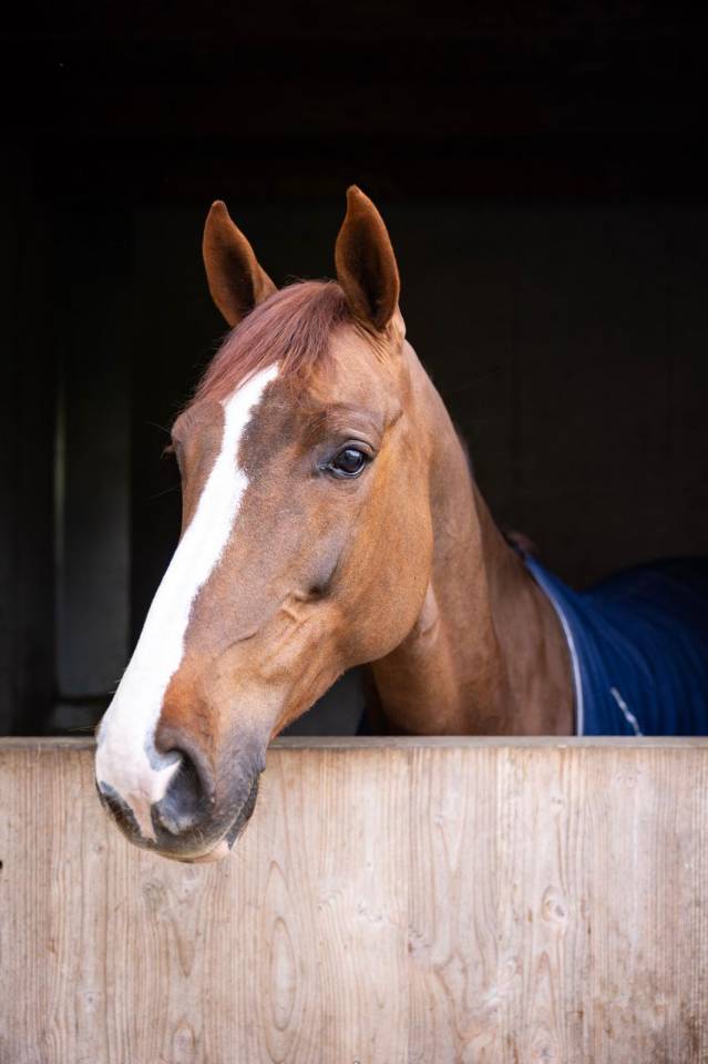 Mare KWPN Dutch Warmblood For sale 2018 Liver chestnut