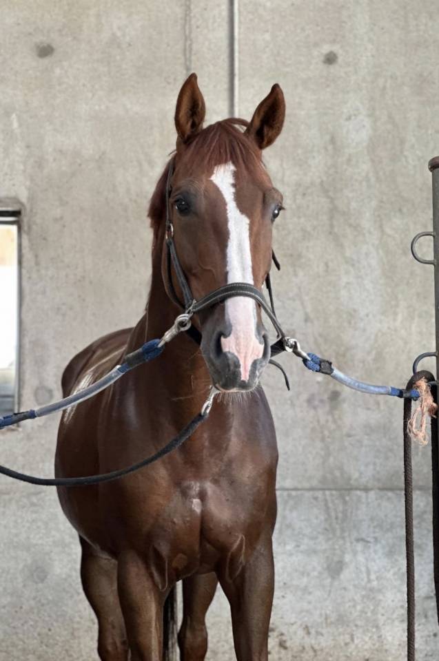 Mare KWPN Dutch Warmblood For sale 2018 Liver chestnut