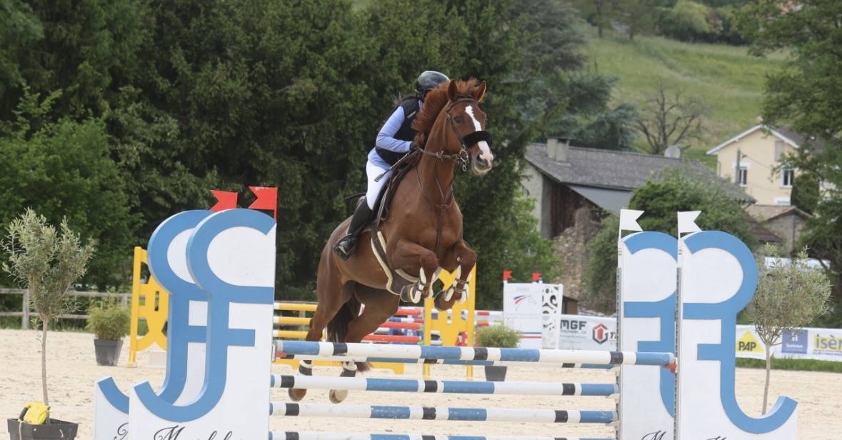 Mare KWPN Dutch Warmblood For sale 2018 Liver chestnut