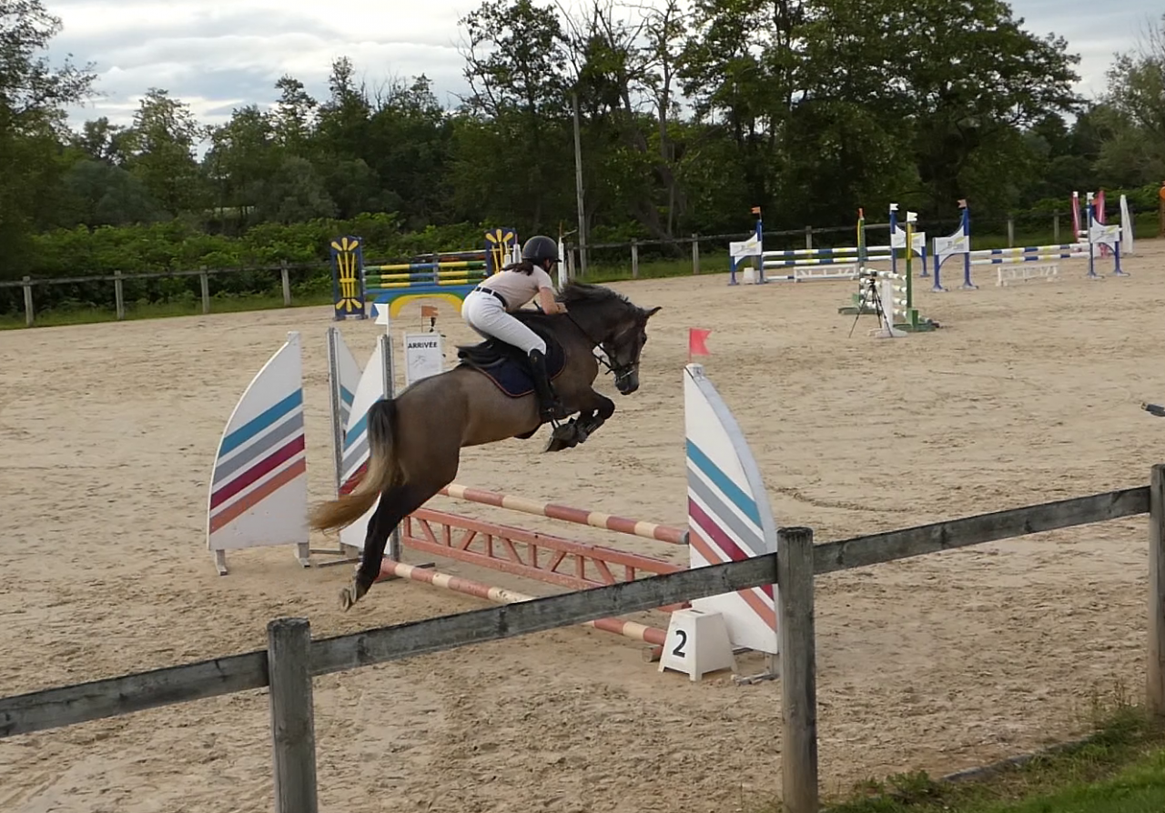 Gelding Welsh Part Bred For sale 2022 Grey