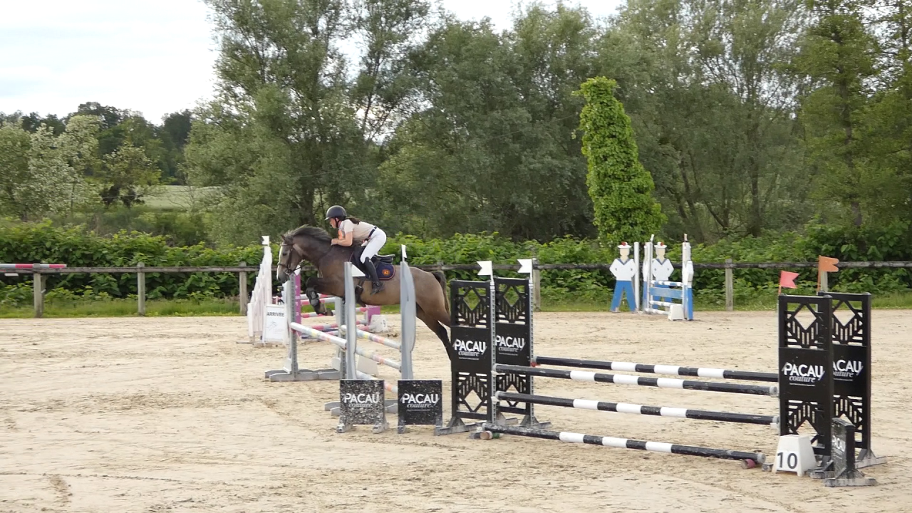 Gelding Welsh Part Bred For sale 2022 Grey