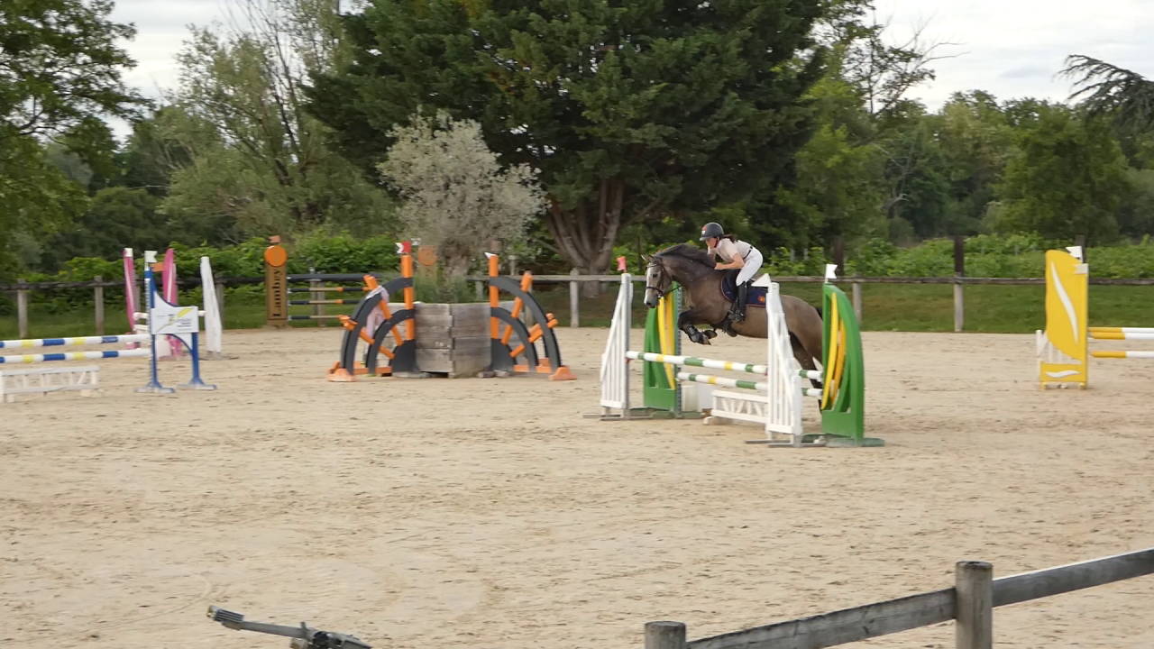Gelding Welsh Part Bred For sale 2022 Grey