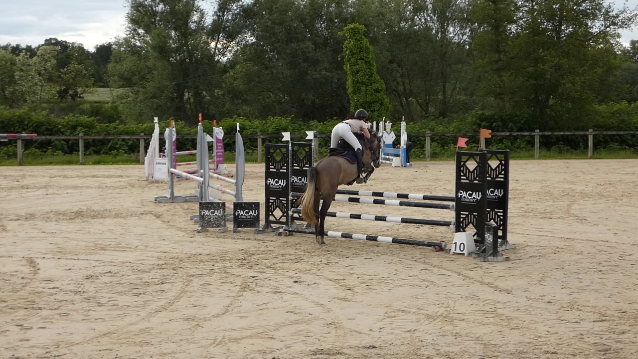 Gelding Welsh Part Bred For sale 2022 Grey