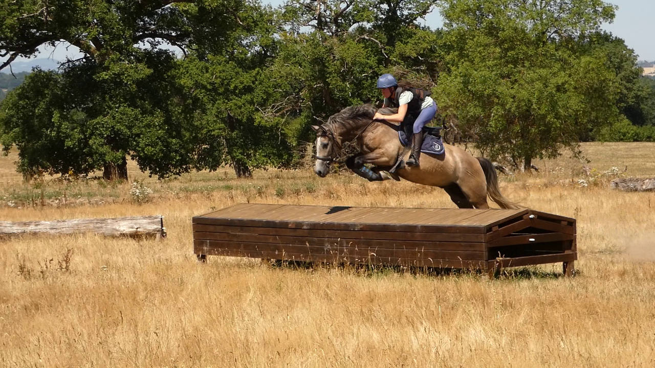 Gelding Welsh Part Bred For sale 2022 Grey