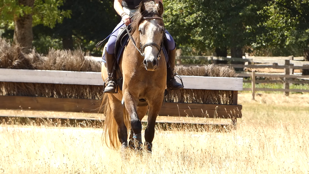 Gelding Welsh Part Bred For sale 2022 Grey