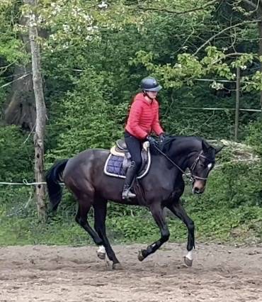 Mare Westphalian  For sale 2016 Dark Bay