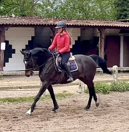 Mare Westphalian  For sale 2016 Dark Bay