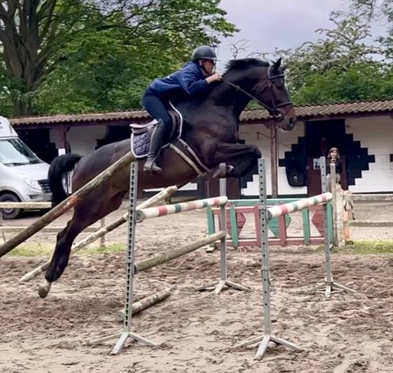 Mare Westphalian  For sale 2016 Dark Bay