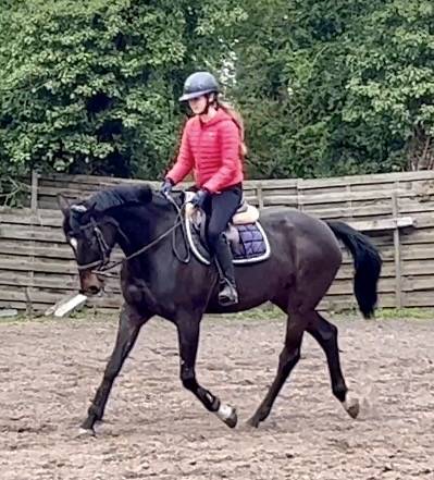 Mare Westphalian  For sale 2016 Dark Bay