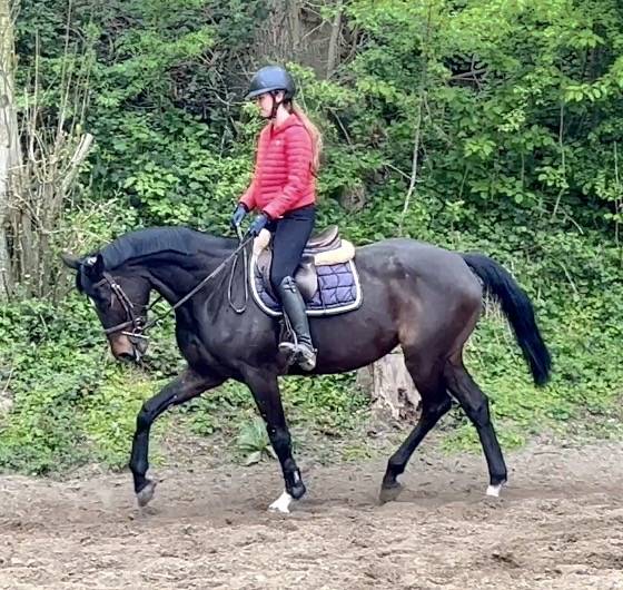 Mare Westphalian  For sale 2016 Dark Bay