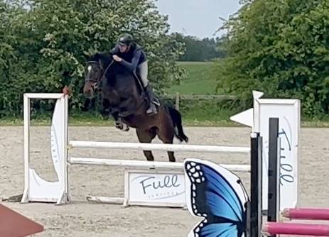 Mare Westphalian  For sale 2016 Dark Bay