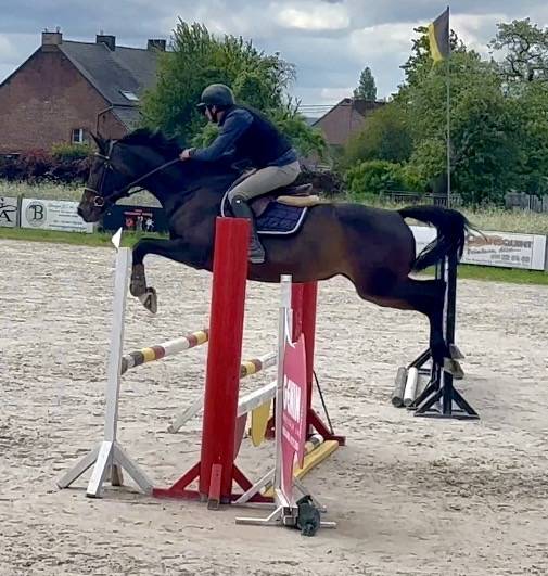 Mare Westphalian  For sale 2016 Dark Bay