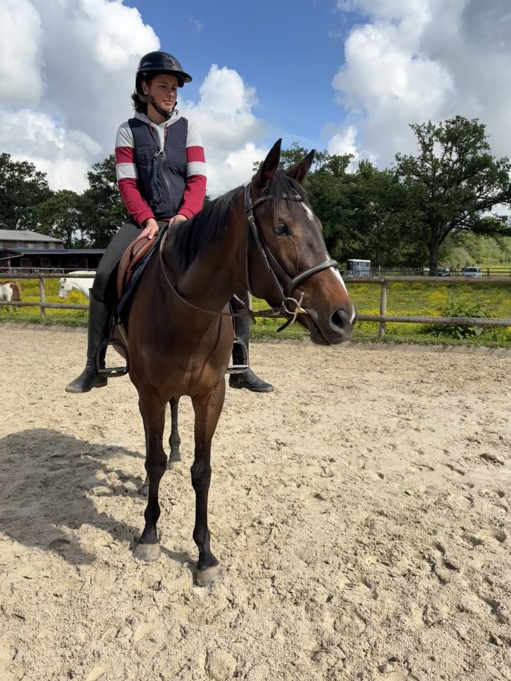 Mare Thoroughbred For sale 2023 Dark Bay