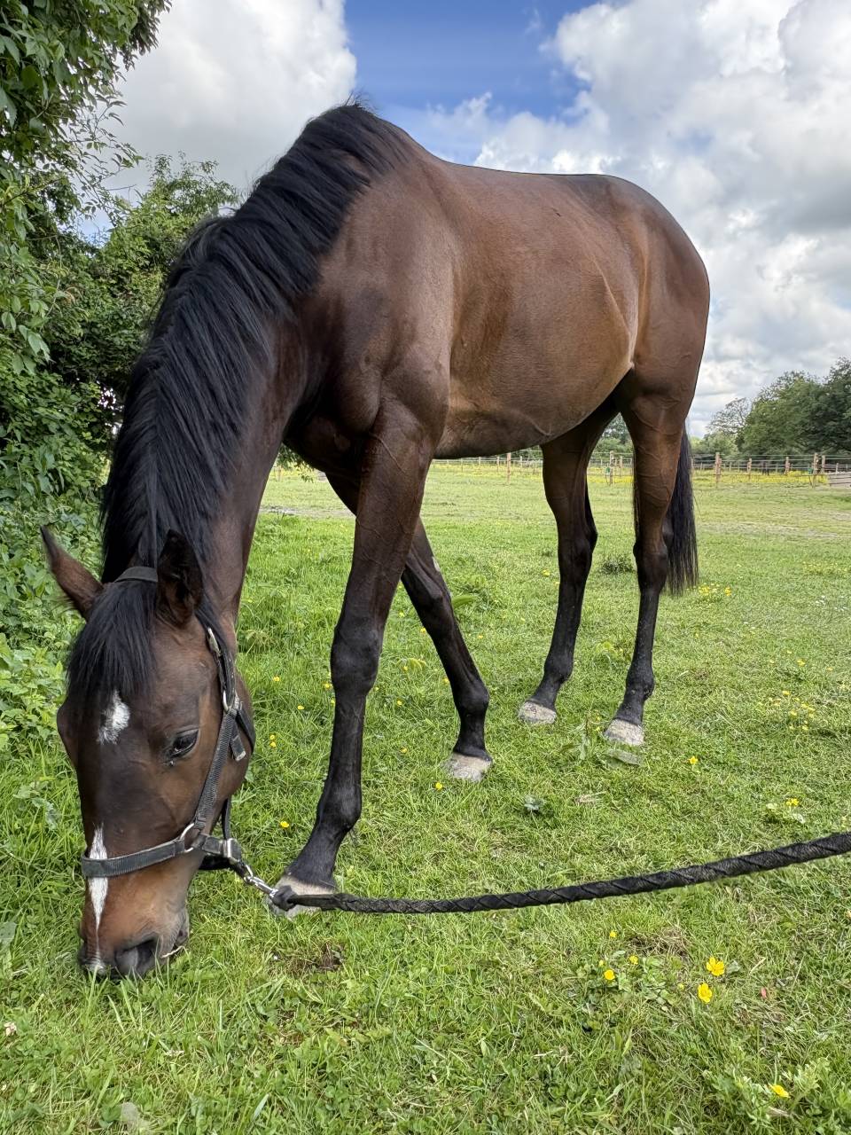 Mare Thoroughbred For sale 2023 Dark Bay