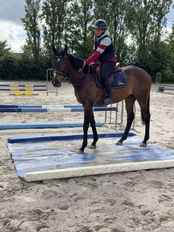 Mare Thoroughbred For sale 2023 Dark Bay