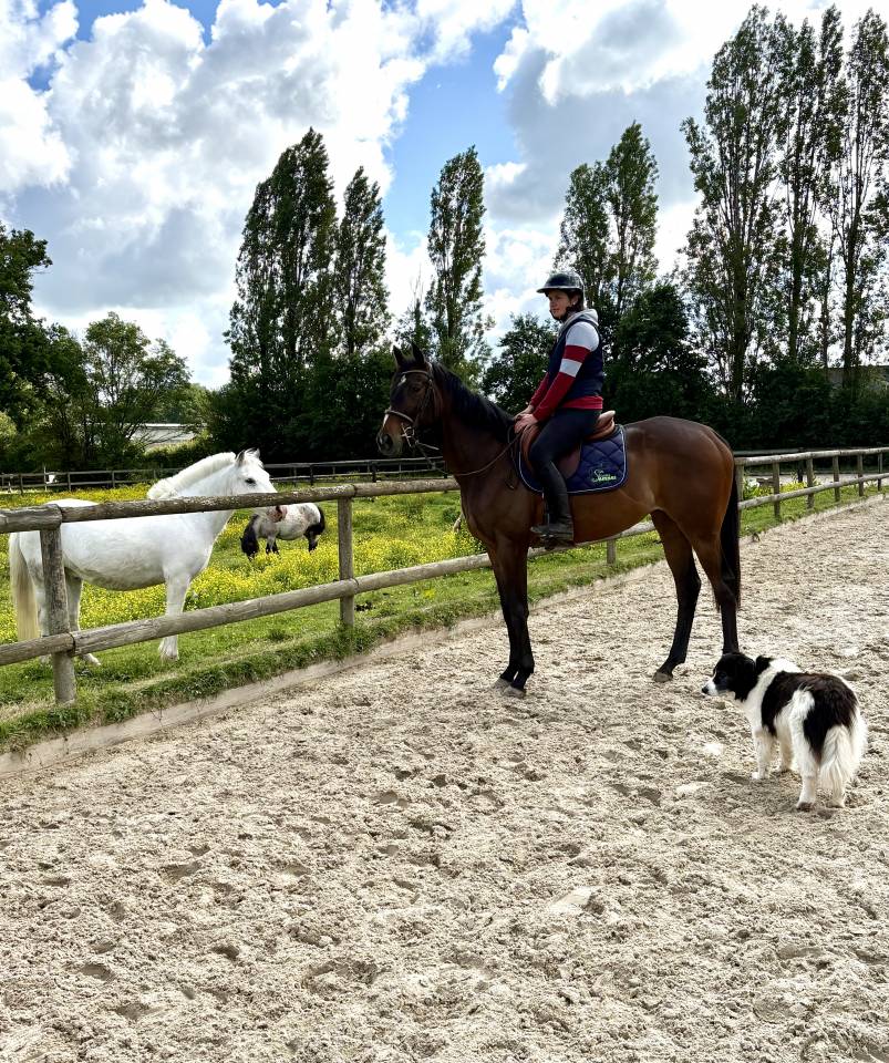 Mare Thoroughbred For sale 2023 Dark Bay