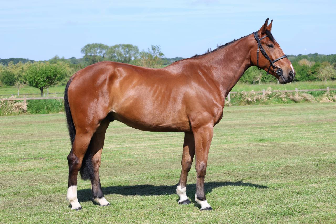 Gelding Selle Fran&ccedil;ais For sale 2021 Bay