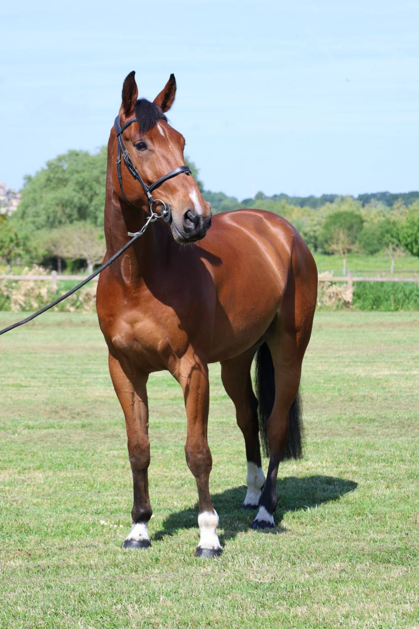 Gelding Selle Fran&ccedil;ais For sale 2021 Bay