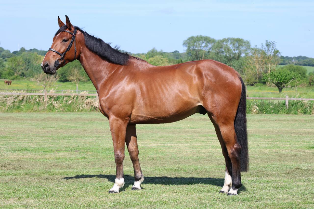 Gelding Selle Fran&ccedil;ais For sale 2021 Bay
