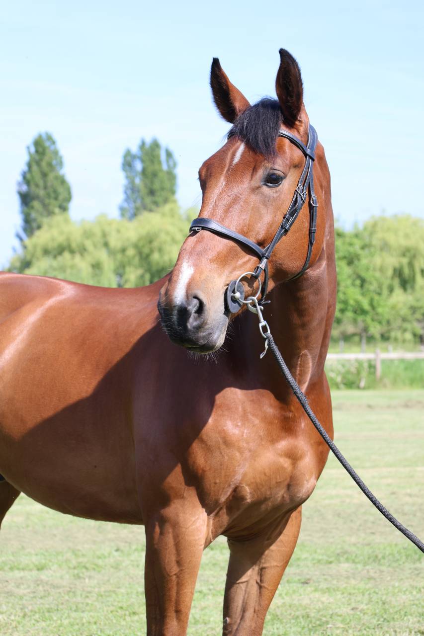Gelding Selle Fran&ccedil;ais For sale 2021 Bay
