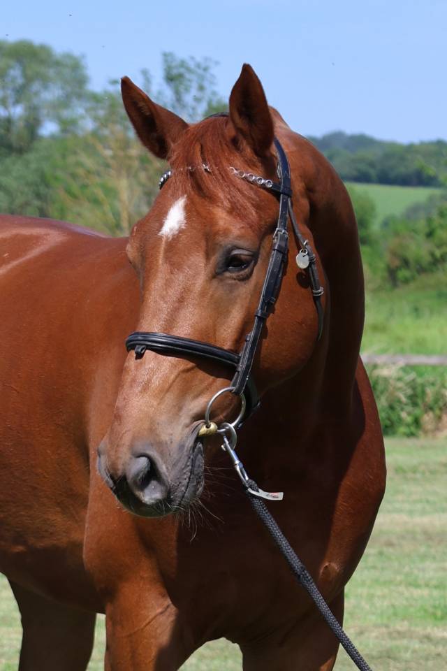 Gelding Selle Fran&ccedil;ais For sale 2021 Chesnut